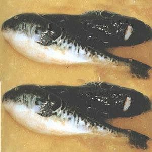 河豚魚