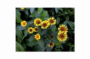 旋覆花[桔梗目菊科植物]