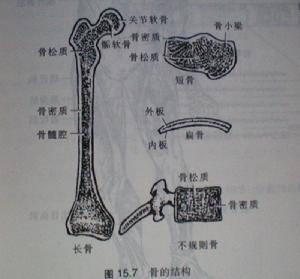 骨的結構