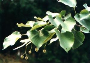 蜆木亞科 蜆木亞科