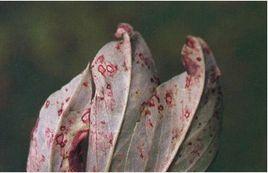 蠶豆褐斑病 蠶豆褐斑病