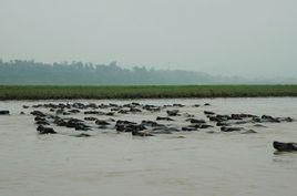 百牛渡江 百牛渡江