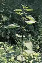 尾尖異株蕁麻(亞種) 尾尖異株蕁麻(亞種)