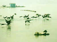 廈門海洋珍稀物種自然保護區