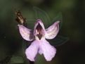紫斑玉鳳花