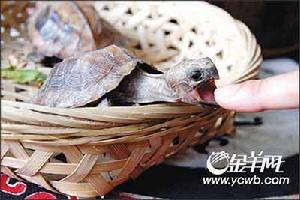 另類寵物：別拿烏龜不當動物(組圖)