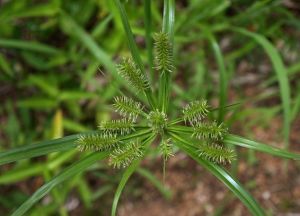 輻射磚子苗 輻射磚子苗