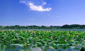 台兒莊運河濕地風景區