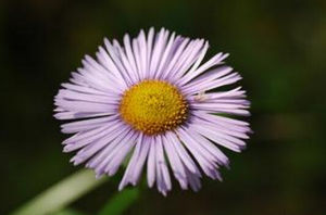 短葶飛蓬 短葶飛蓬