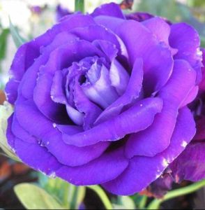 藍紫玫瑰