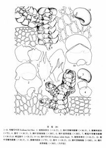 彎瓣耳葉苔 彎瓣耳葉苔