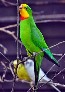 超級鸚鵡 超級鸚鵡