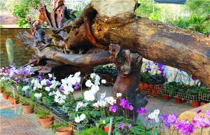 南天生態大觀園