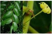 厚葉算盤子 厚葉算盤子