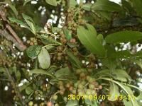 洞門坡自然村花椒種植