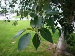 三毛楊1號 三毛楊1號