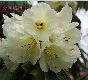 寬筒杜鵑 寬筒杜鵑