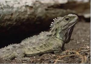 科學家一項研究顯示，大蜥蜴是迄今世界上DNA分子進化最快的物種。