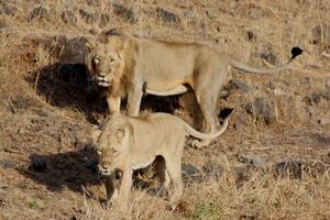 波斯亞種 波斯亞種