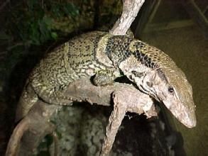 杜氏巨蜥 杜氏巨蜥