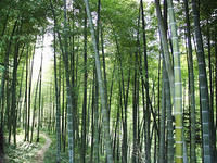 黃家畈村 黃家畈村