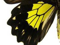 菲律賓裳鳳蝶(雌後翅正面)