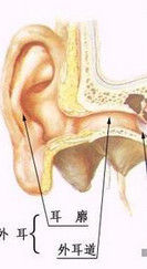 化膿性中耳炎 化膿性中耳炎