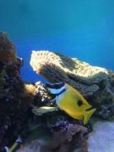 夏威夷柔紋珊瑚