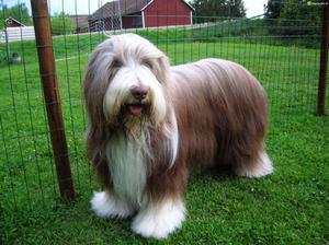 古代長須牧羊犬 古代長須牧羊犬