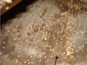 飛蟻[動物界昆蟲]