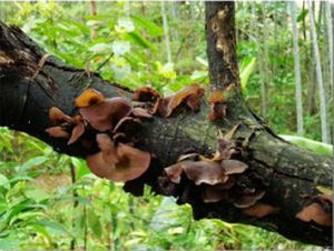 異擔子菌亞綱 異擔子菌亞綱