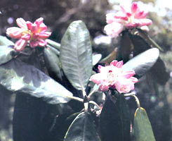 大王嶺原始森林自然保護