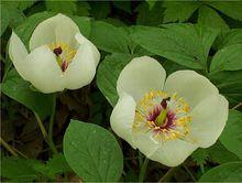 幾種浙八味植株形態