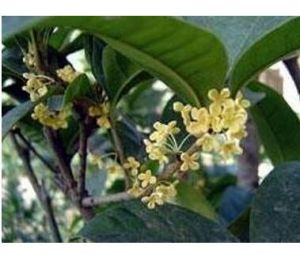 白枝李欖 白枝李欖