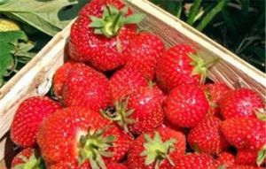 太湖西山西施草莓園