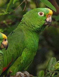 亞馬遜鸚鵡