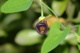 馬兜鈴酸事件 馬兜鈴酸事件