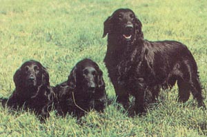 斯科舍誘鴨尋回犬