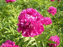 紅繡球[芍藥屬牡丹栽培品種]