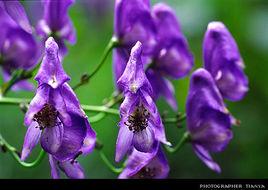 千秋[毛茛科烏頭屬植物]