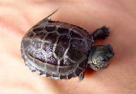 中華草龜 中華草龜