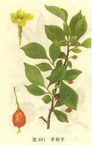 竹生羊奶子 竹生羊奶子