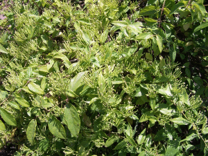 毛萼忍冬 毛萼忍冬