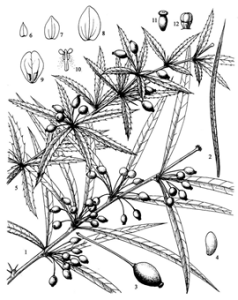 血紅小檗 血紅小檗