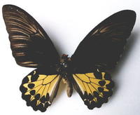 東方裳鳳蝶(雌)