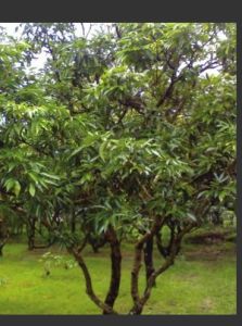 人參果樹 人參果樹