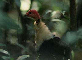 白胸黑珠雞 白胸黑珠雞