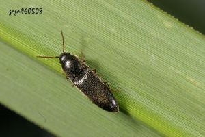 高砂細長吉丁蟲 高砂細長吉丁蟲