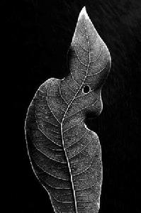 南方都市報方謙華的作品《中國萬州自然保護區內瀕臨滅絕的植物》獲得自然類單幅一等獎