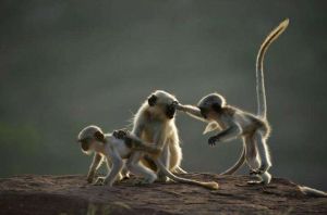 長尾葉猴喜馬拉雅亞種 長尾葉猴喜馬拉雅亞種